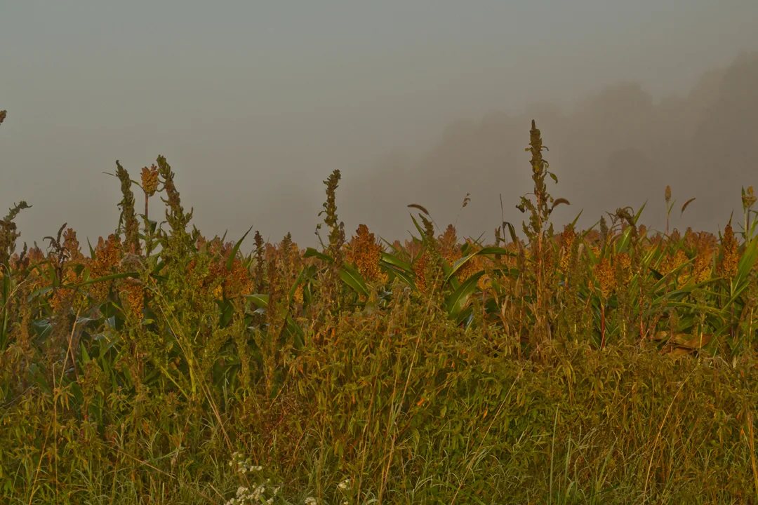 Sugar Cane Oct 18