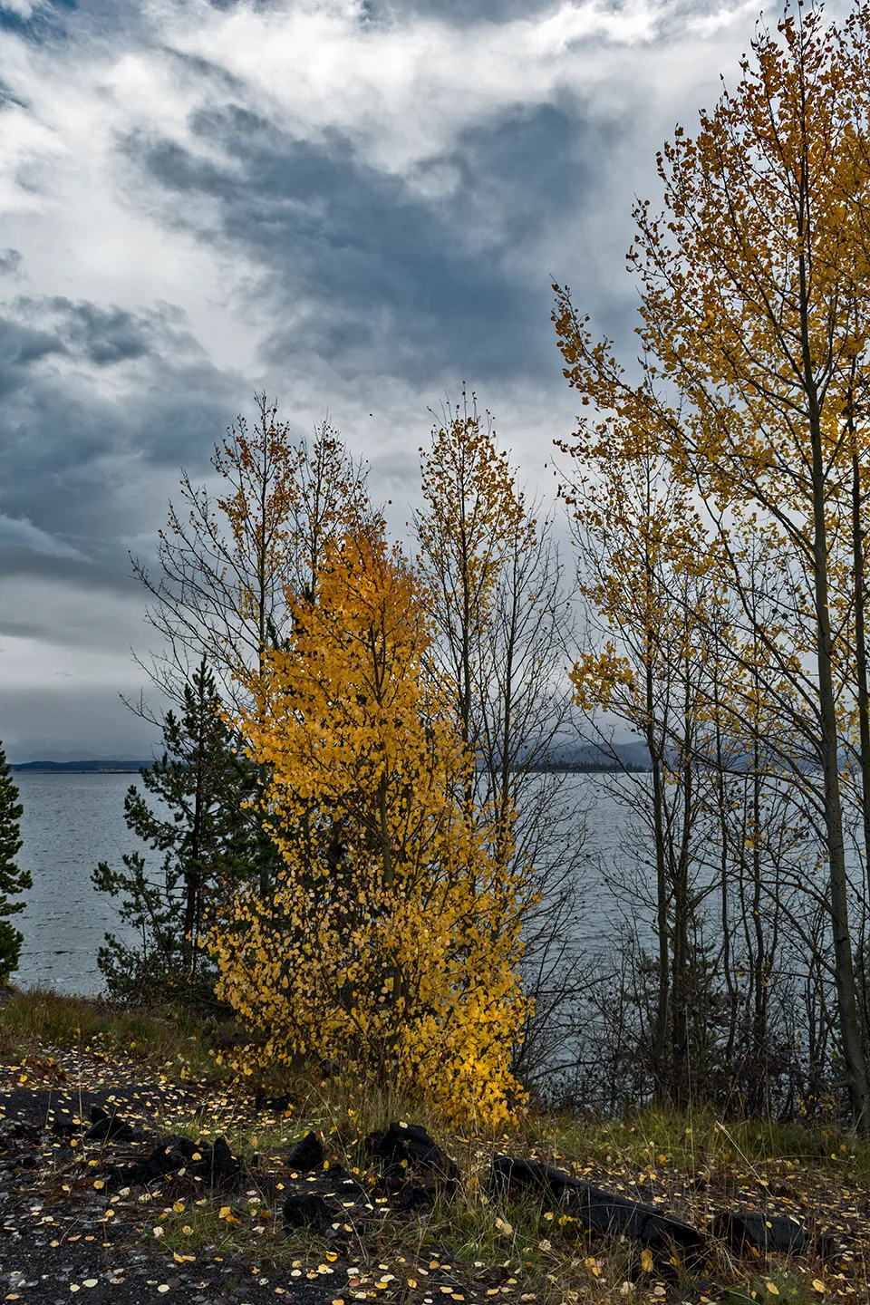 Yellowstone 50