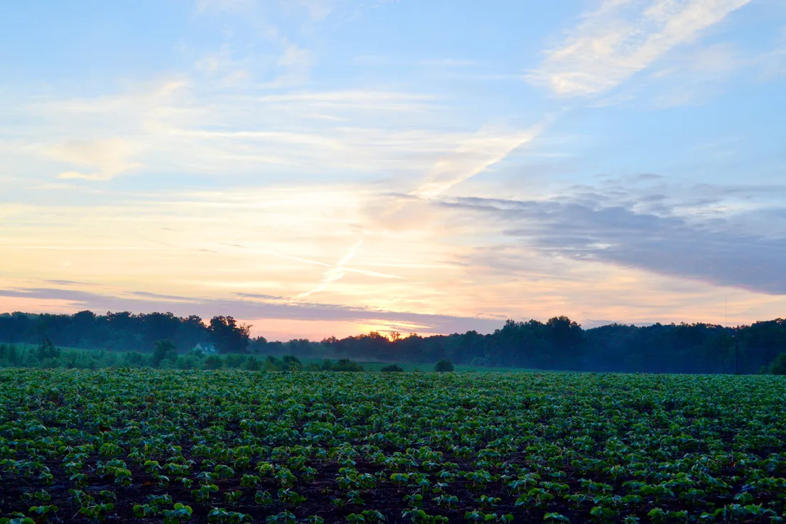 Sunrise In Field