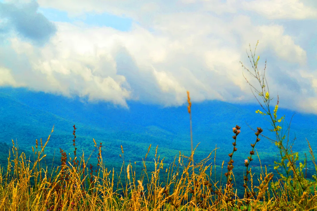 Grassesclouds