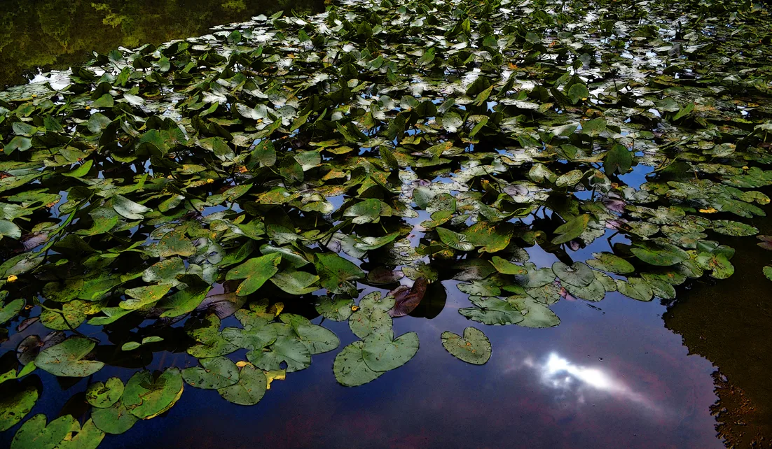 Lily Pads Cl 3