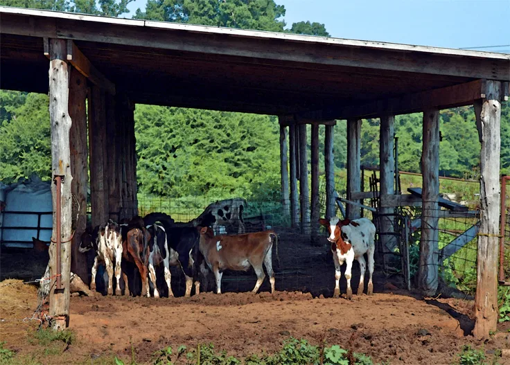 Hoffner cows
