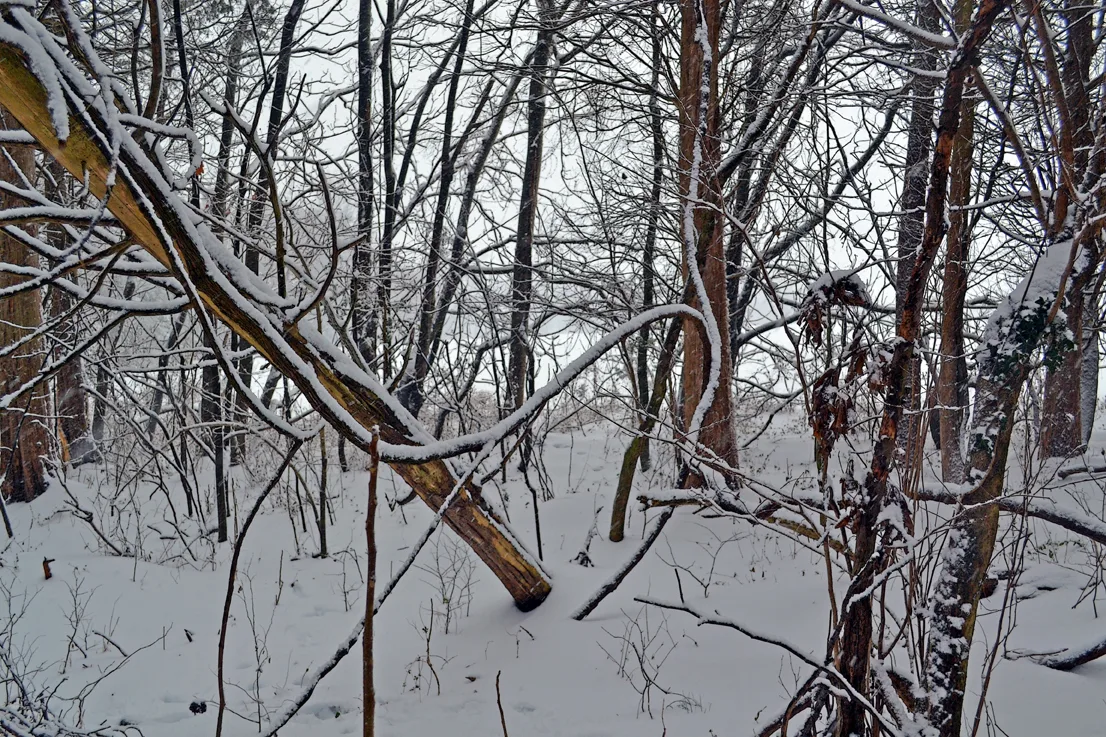 Backyard 7