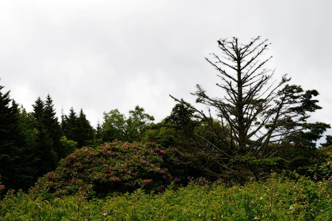 Roantrail 4