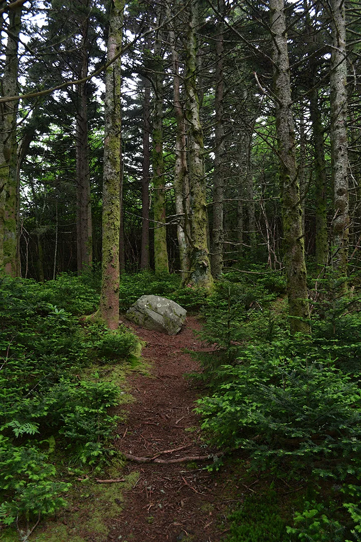 Roan Trail 1