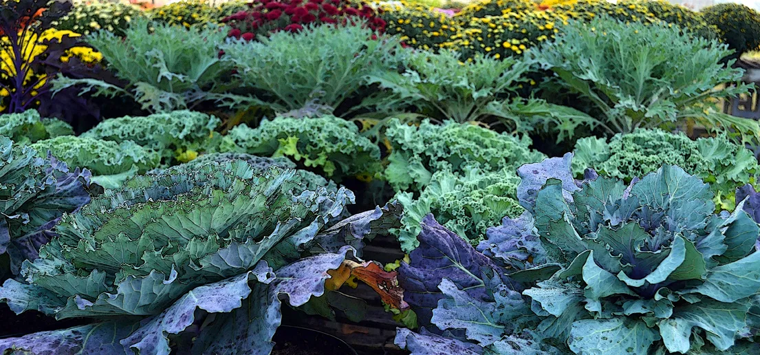 Cabbage