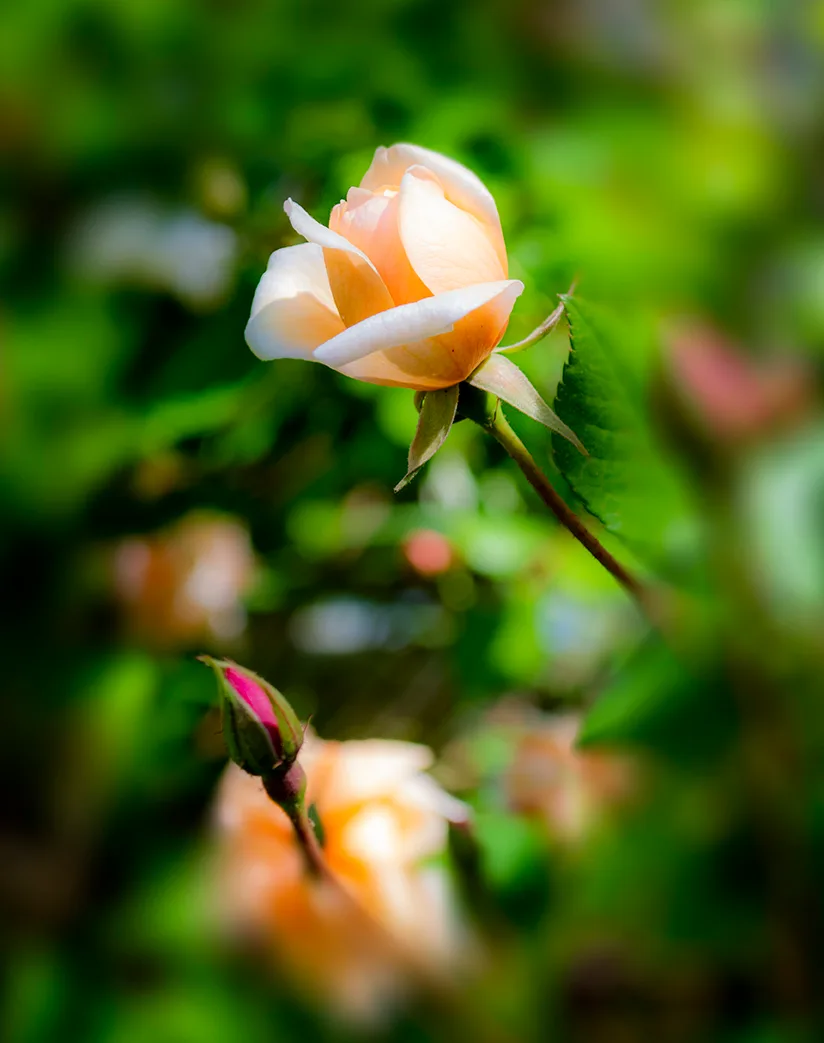 Pinkrose 1