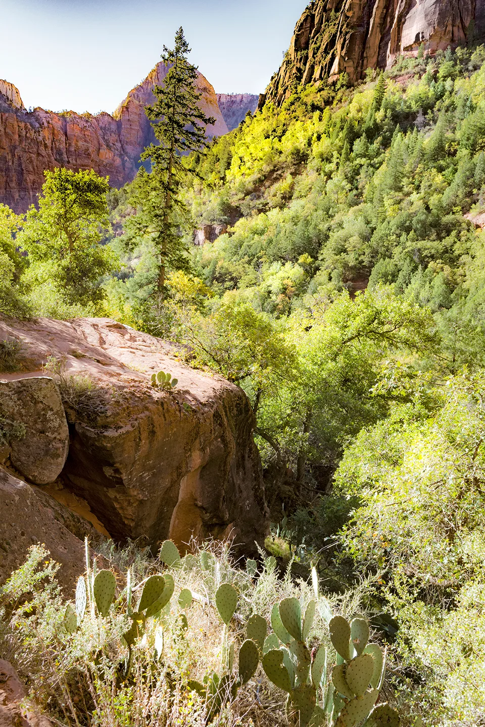 Zion 14
