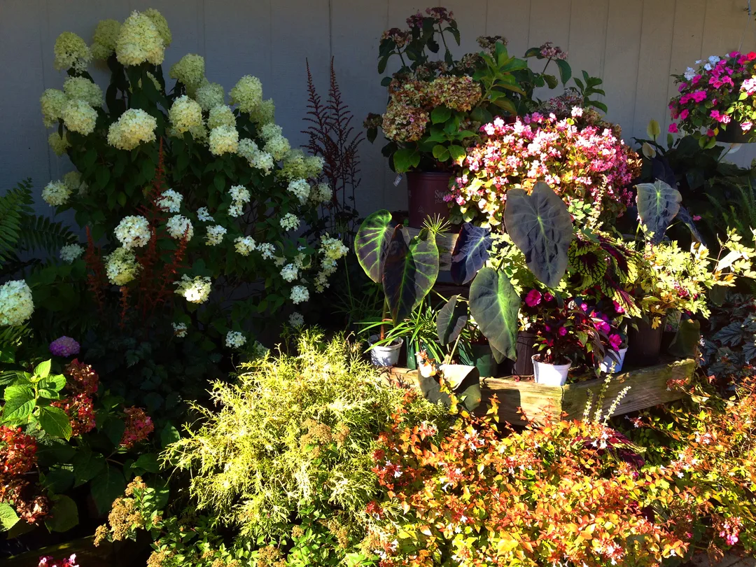 Plants 3