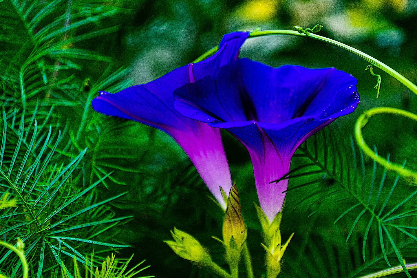 Morningglory 2
