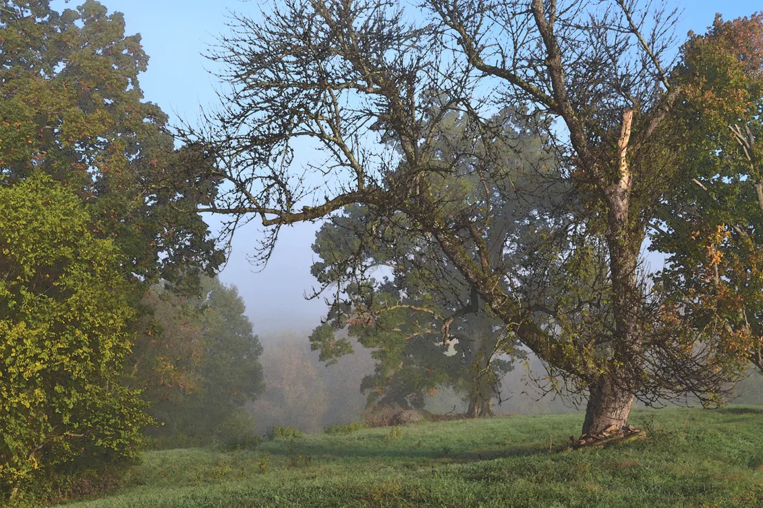 Rowan Landscape