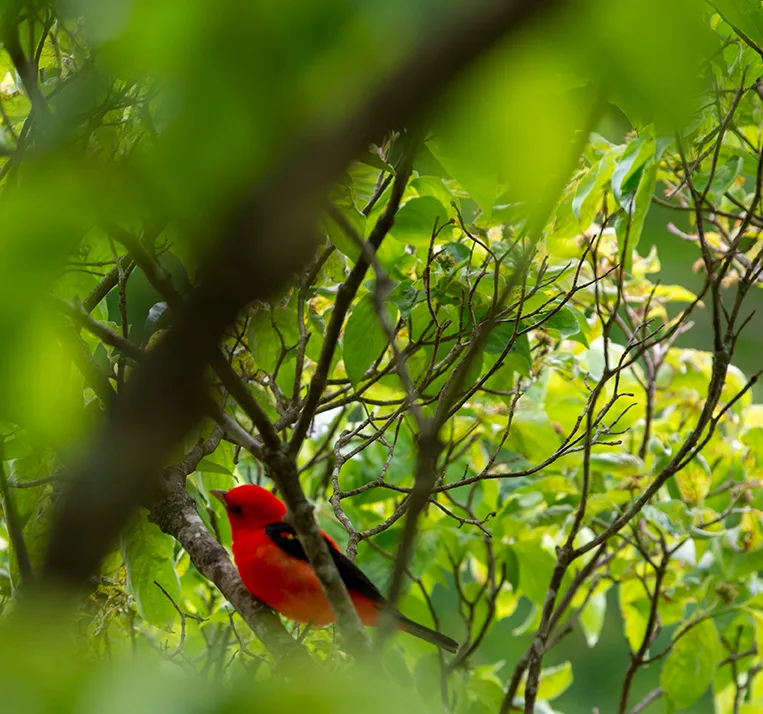 Scarlettanager 2