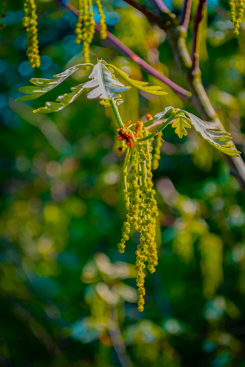 Treepollen 1