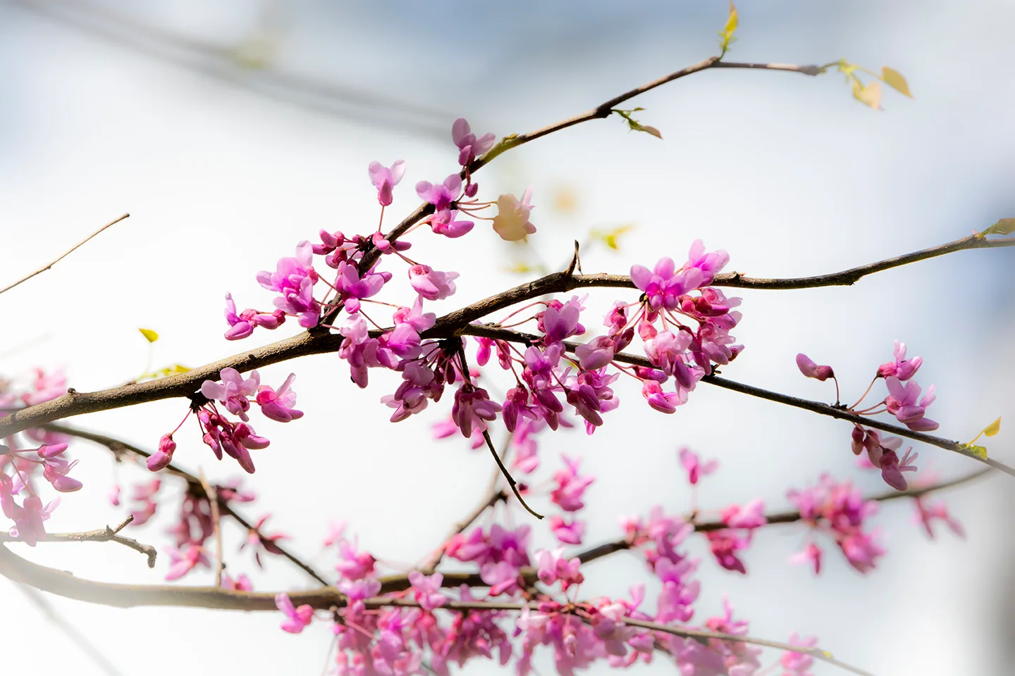 Redbud 1