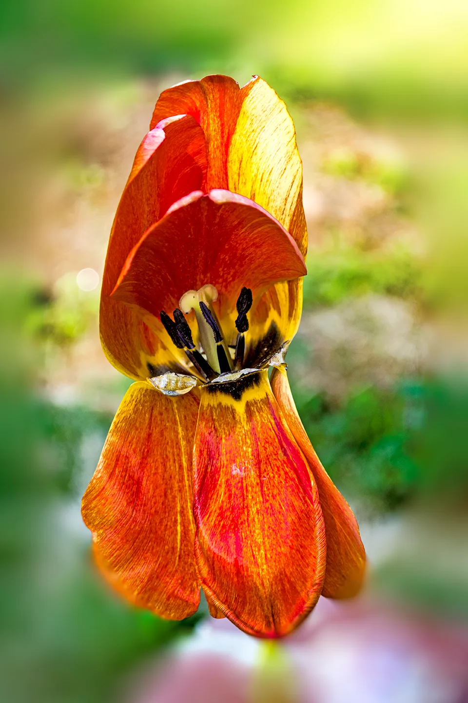 Tulip 2