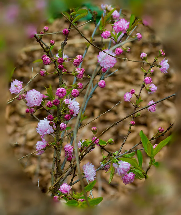 Pinkflower 1