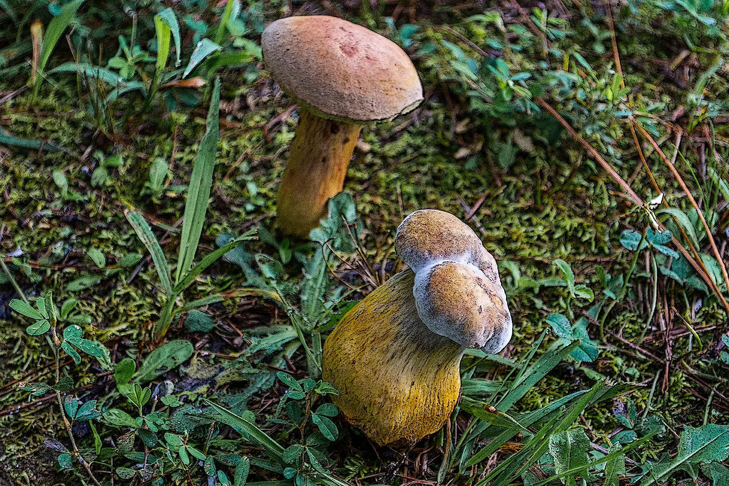 Toadstool 1