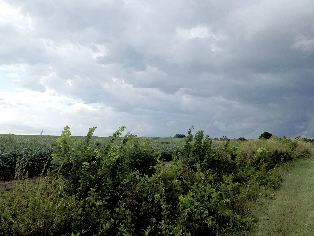 Storm Front