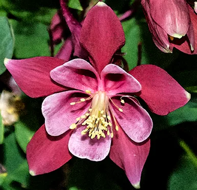 Columbine 1