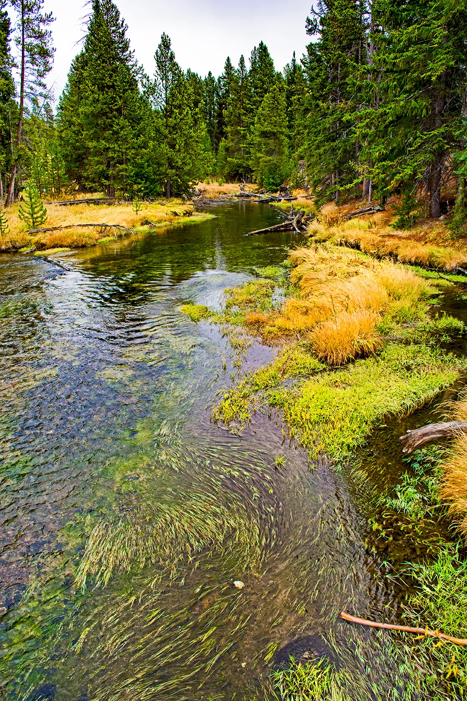 Yellowstone 9