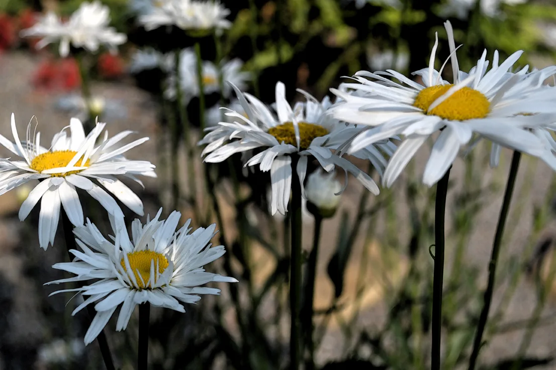 White Daisies Wc