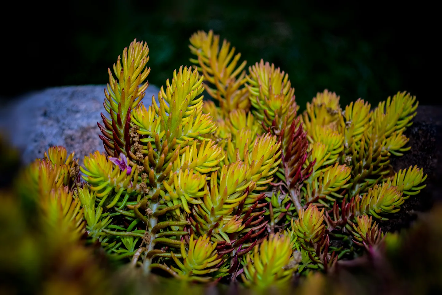Iceplant 3
