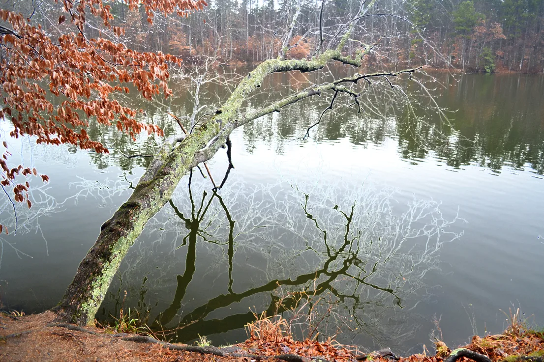 Coriher Park 4