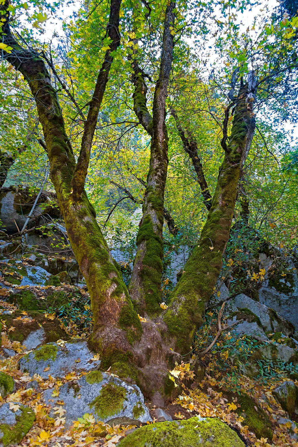 Yosemite 69
