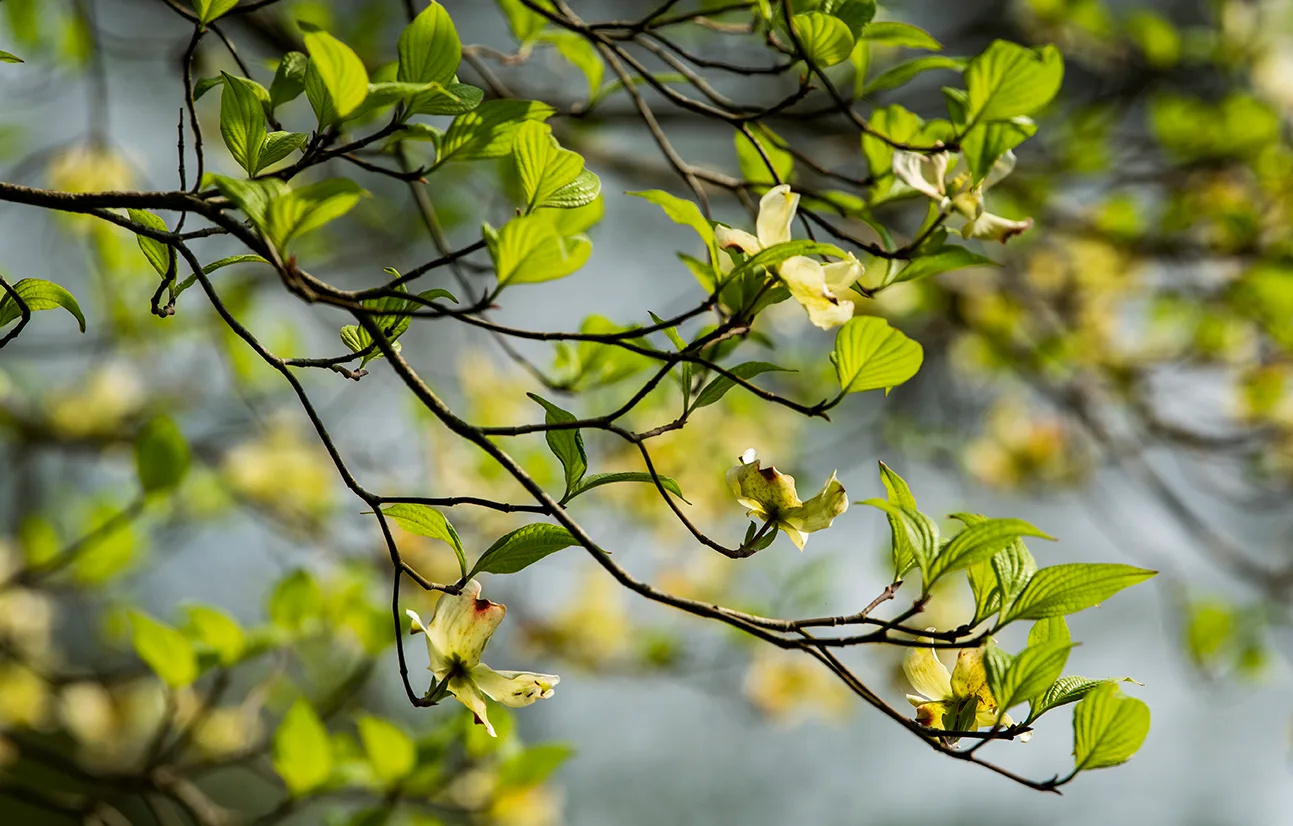 Dogwood 2