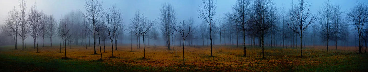 tree Panorama 1 a