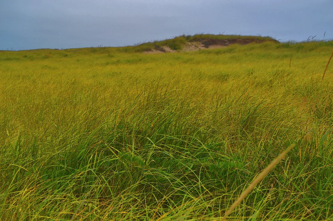 Cape Cod 12