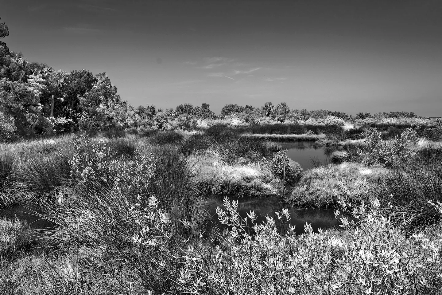 Cedarkey 10 B&W