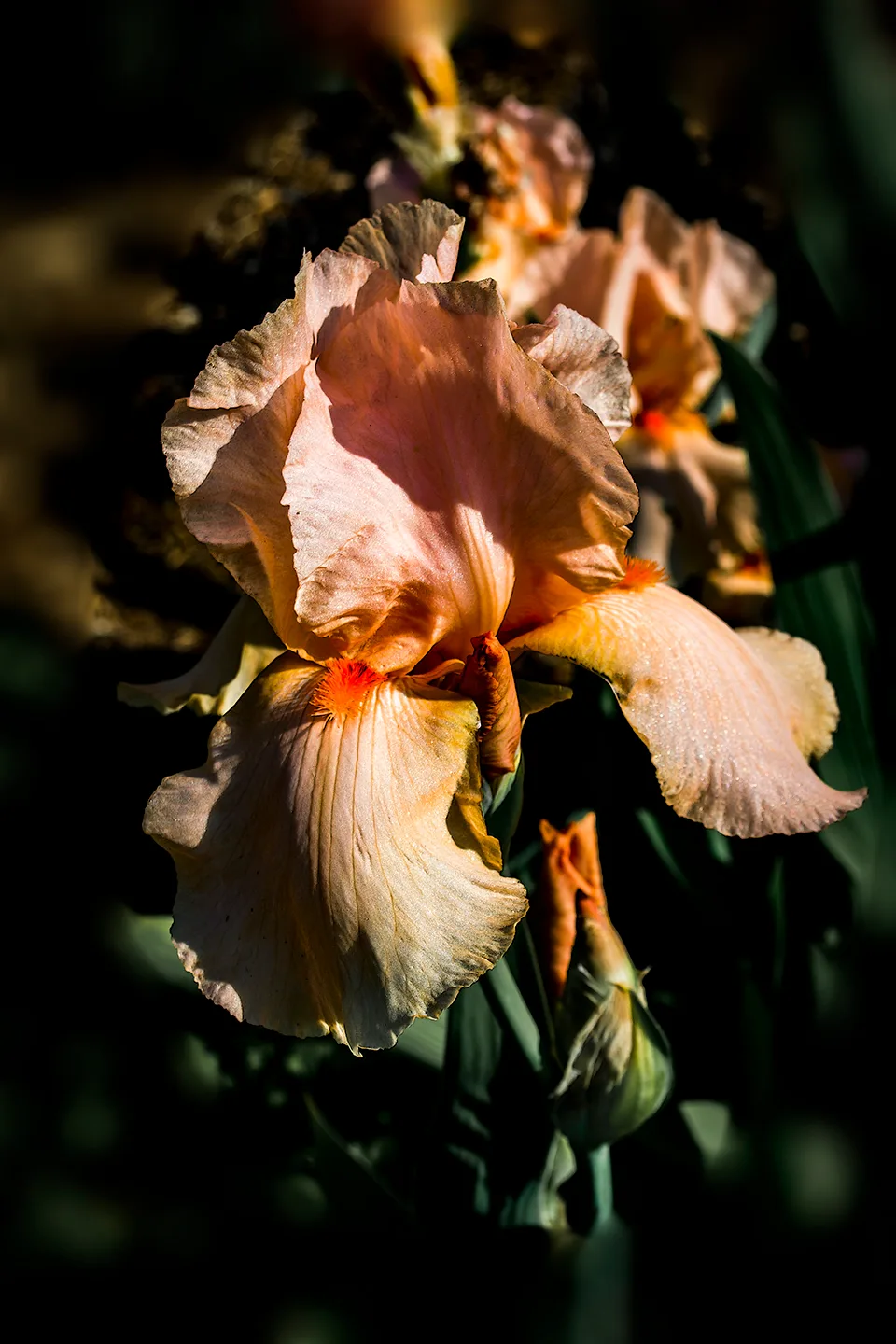 Iris 3