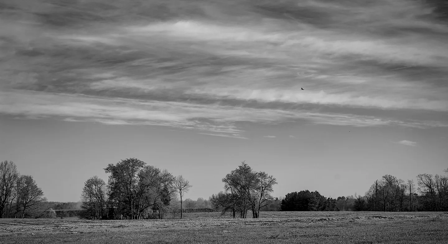 Woodleaffarm 1 B&W