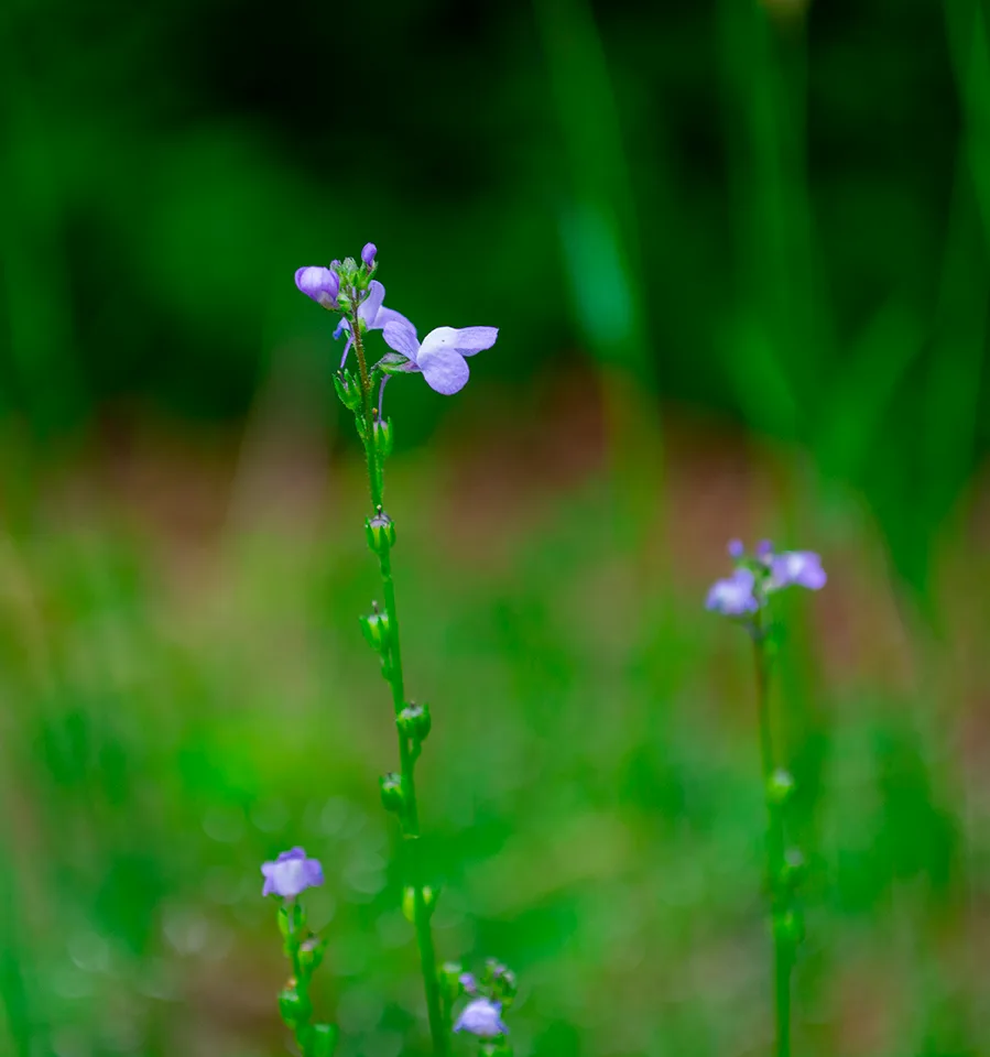 Purplewildflower 1