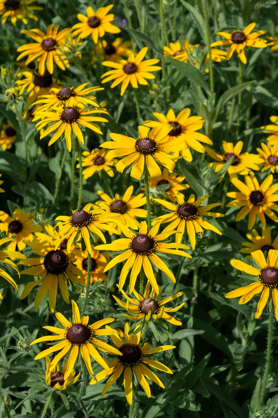 Blackeyedsusan 1