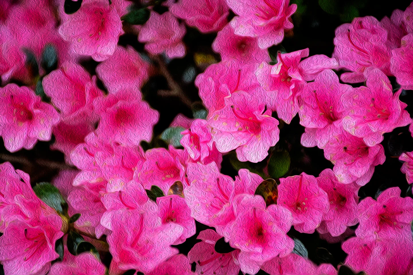 Pinkazalea 2