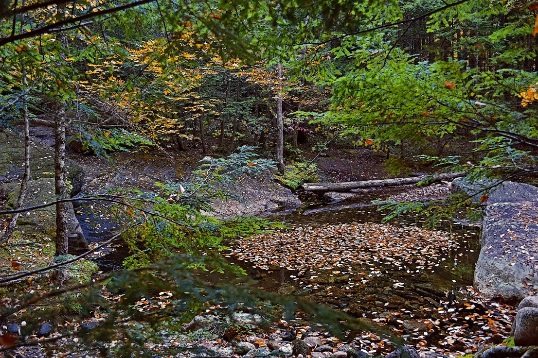Forest