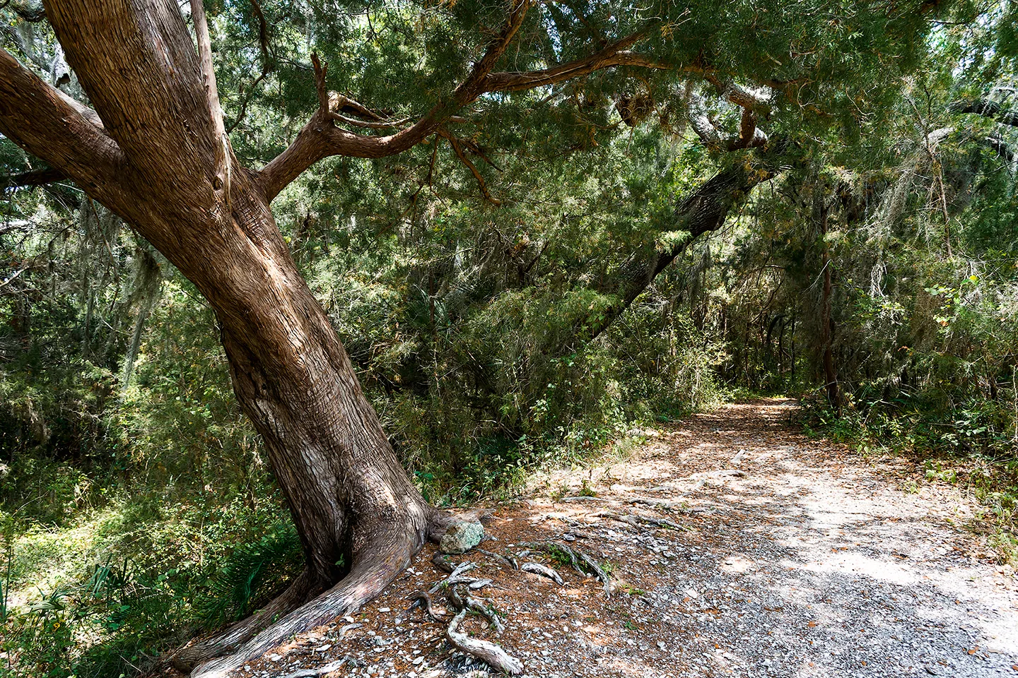Cedarkey 5