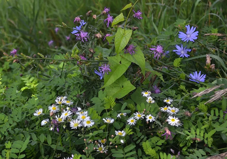 Wildflowers 6