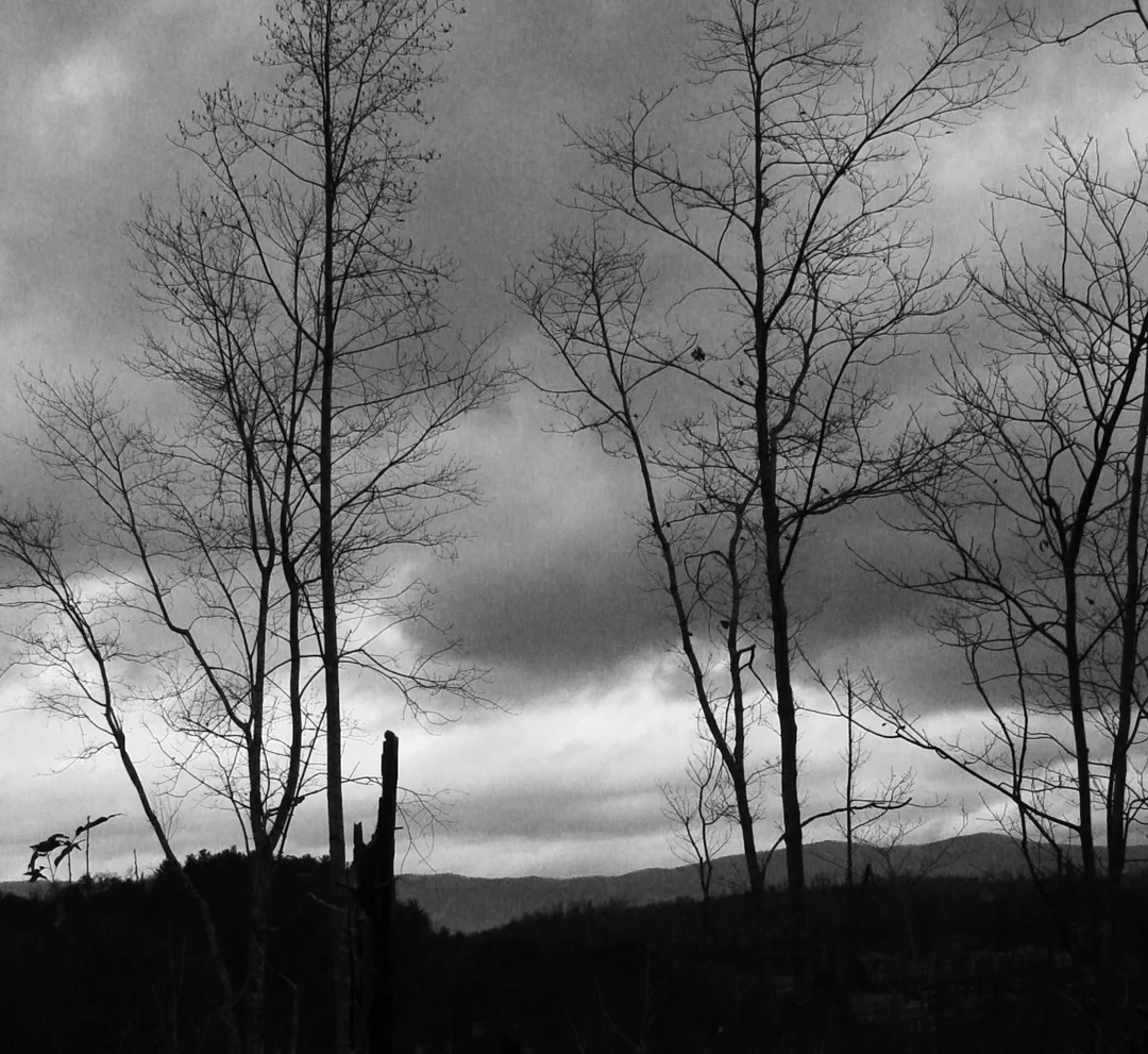 Br Tree Line