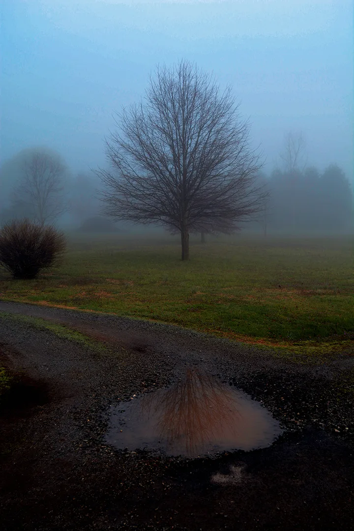2015 Tree Reflect 2