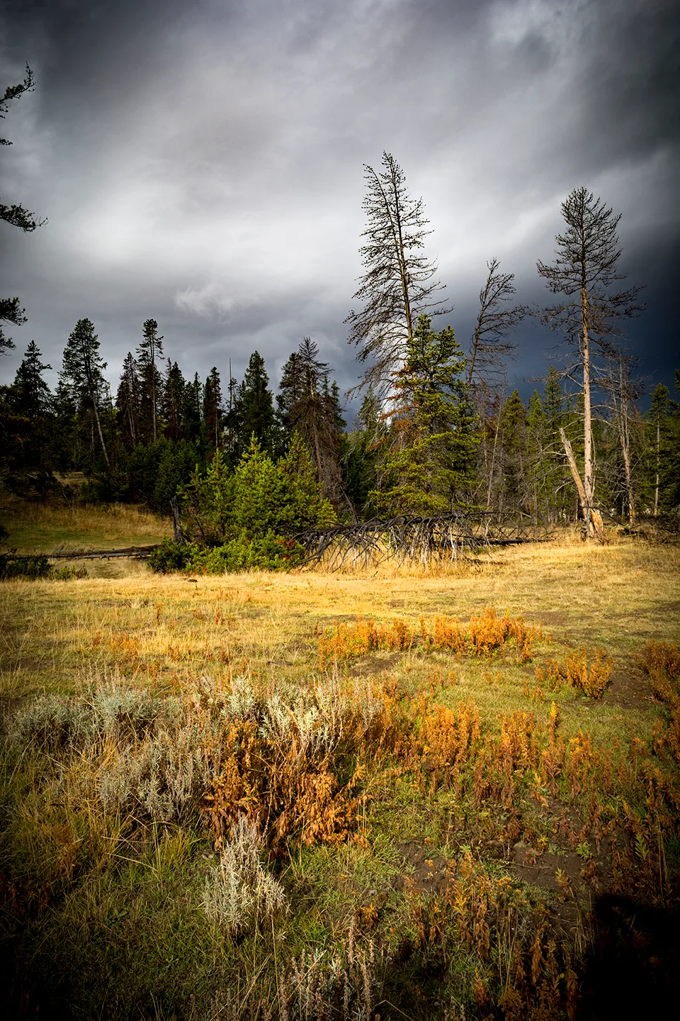 Yellowstone 37