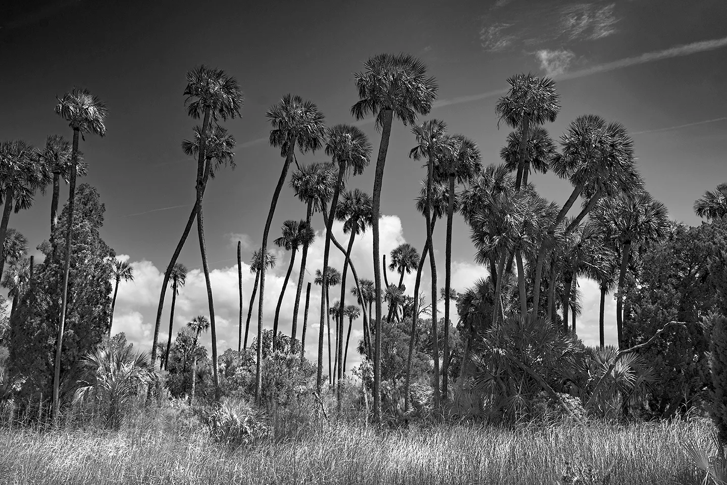 Cedarkey 7 B&W