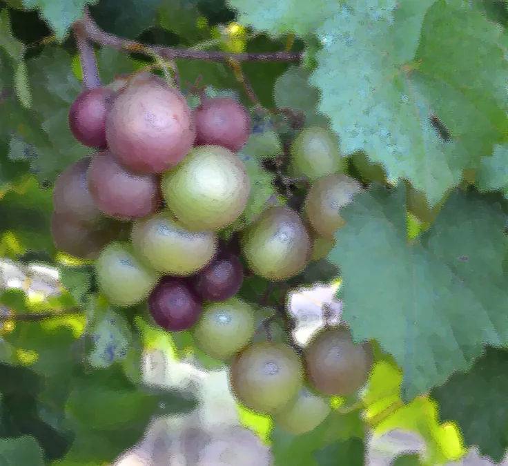 big Grapes
