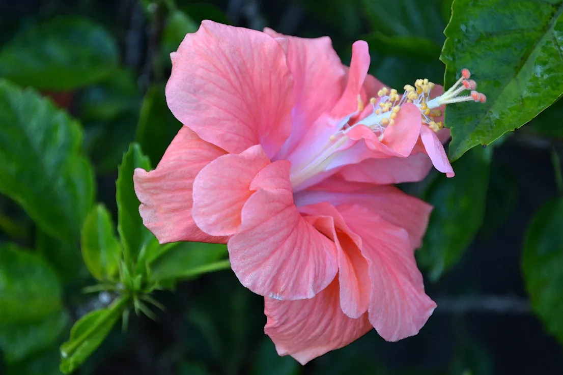 Hibiscus 2