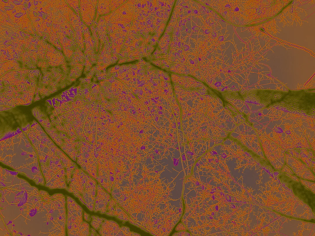 Abstract Limbs