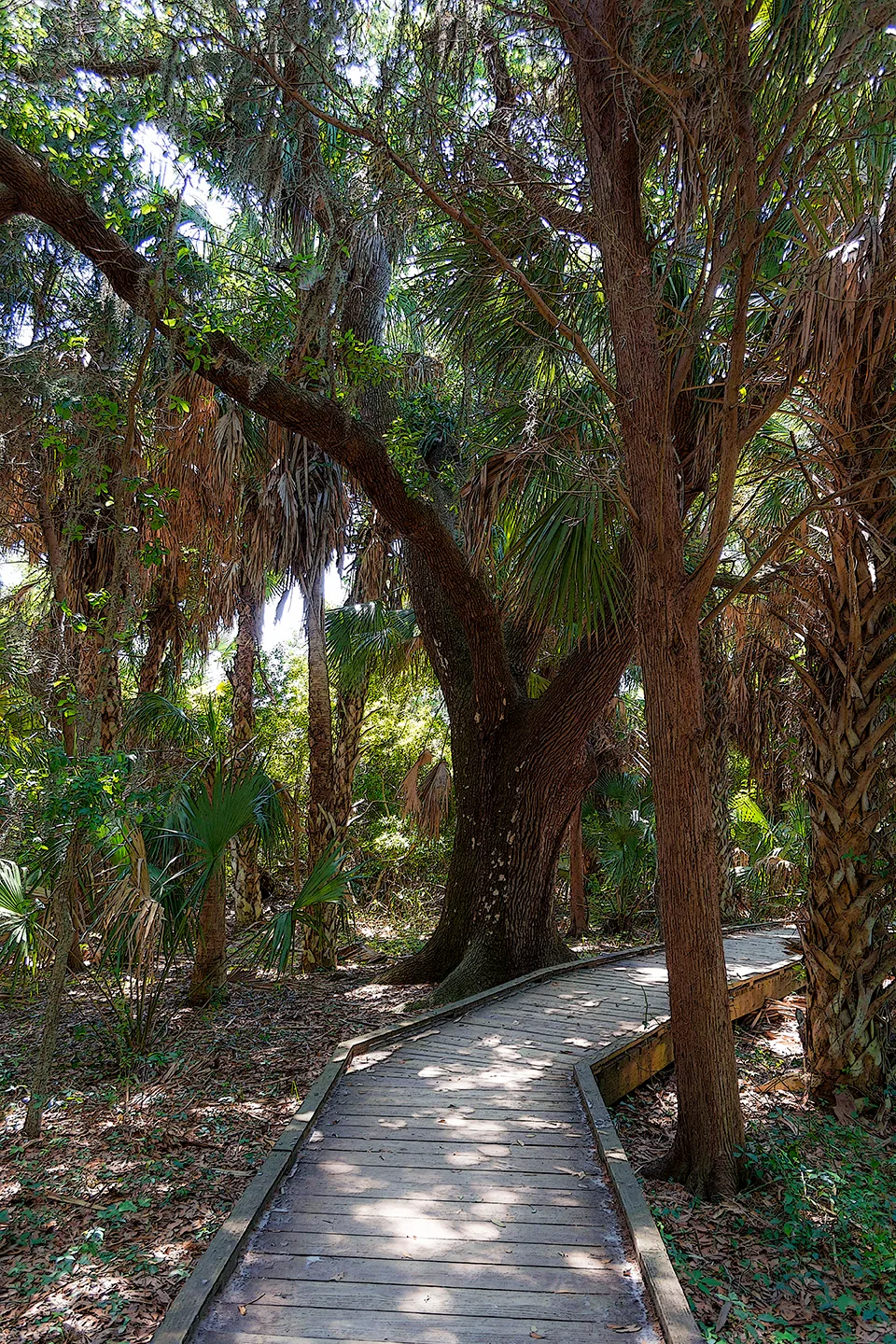 Cedarkey 8