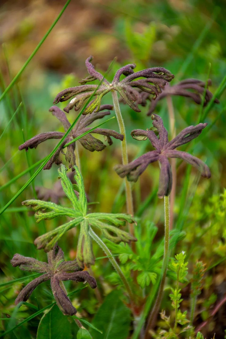 Weed 1