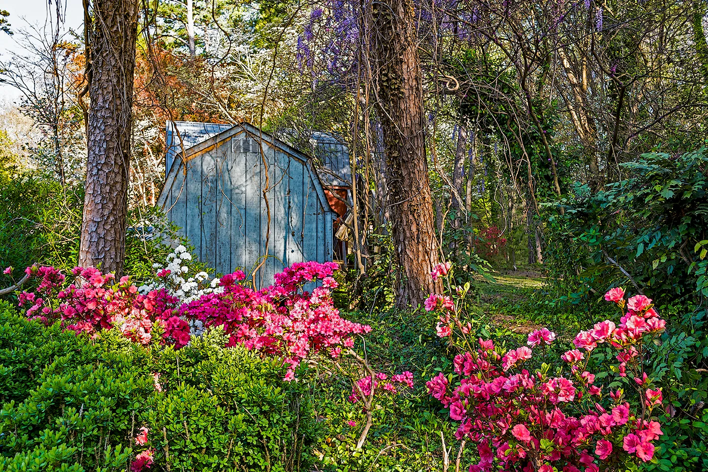 Azaleas 7